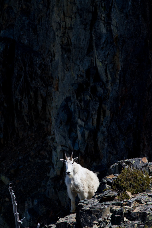 Mountain Goat